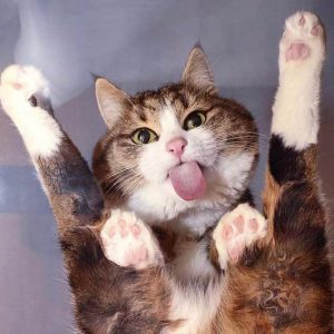 Masterclass Eliminación inadecuada y problemas con el arenero en gatos