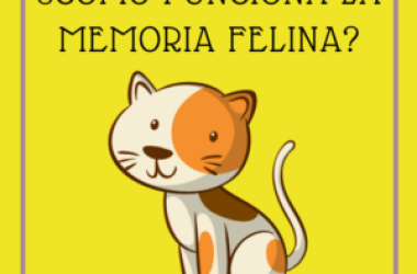 Memoria felina